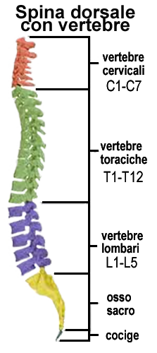 spina dorsale e vertebre