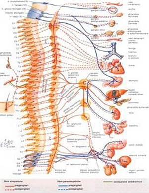 neuralterapia